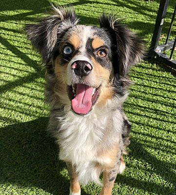 Dallas, TX - Australian Shepherd. Meet Hudson a Pet for Adoption ...