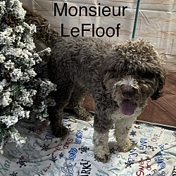 Thumbnail photo of Max / Monsieur LeFloof 🐾 #1