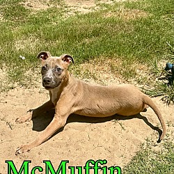 Thumbnail photo of McMuffin #2