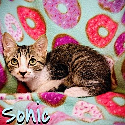 Thumbnail photo of Sonic #2