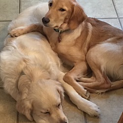 bonded pet photo