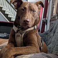 adopt a pet