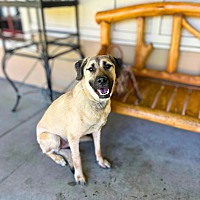 adopt a pet