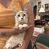 adopt a pet