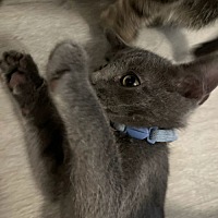 adopt a pet