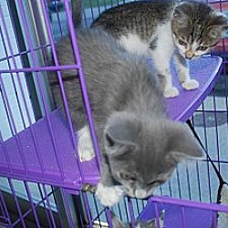 Thumbnail photo of Kittens of all colors #3