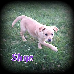 Thumbnail photo of Shye #2