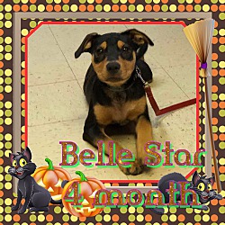 Thumbnail photo of Star Belle #1