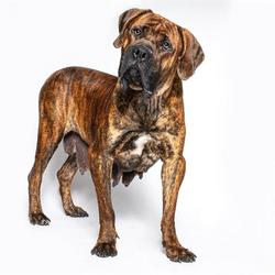 Cane Corso Puppies For Sale In Sacramento California