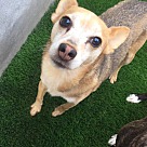Adopt A Pet :: Mickey - San Diego, CA