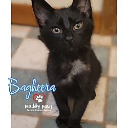 Thumbnail photo of Bagheera #4