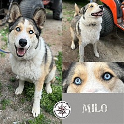 Photo of Milo