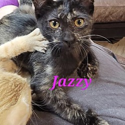 Thumbnail photo of Jazzy #2