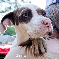 Thumbnail photo of Zinnia #3