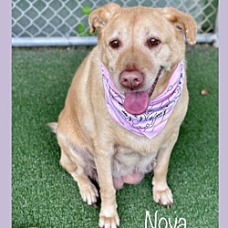 Thumbnail photo of NOVA #3