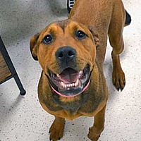 adopt a pet