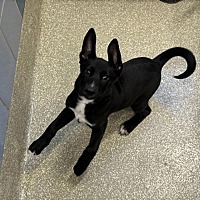 adopt a pet