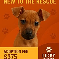 adopt a pet