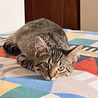 SPICE (BONDED TO OREO) - Domestic Shorthair available for adoption