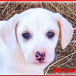 Thumbnail photo of Benson- Adoption Pending #4