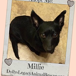 Thumbnail photo of MILLIE #1