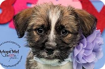 husky and shih tzu mix