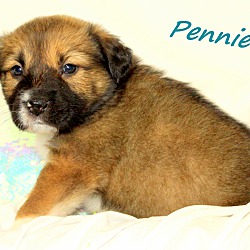 Thumbnail photo of Pennie~adopted! #1