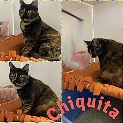 Photo of Chiquita