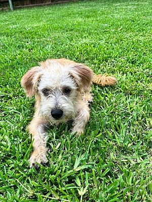 Dallas, TX - Terrier (Unknown Type, Medium). Meet Max a Pet for ...