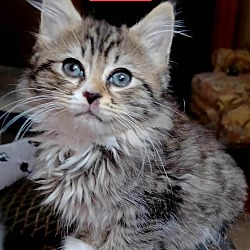 Photo of SHEBA
