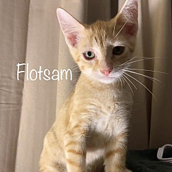 Thumbnail photo of Flotsam #1