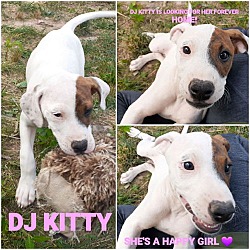 Photo of DJ Kittie (3mo,17lbs)