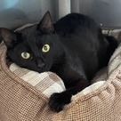 Adopt A Pet :: Caroline - South Haven, MI