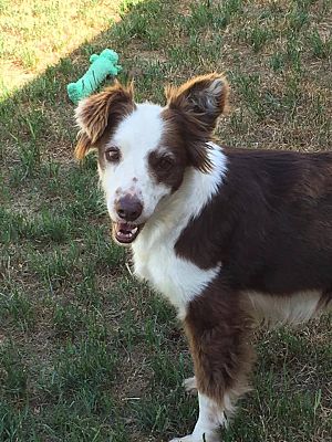 Prosper, TX - Border Collie. Meet Pixie a Pet for Adoption - AdoptaPet.com