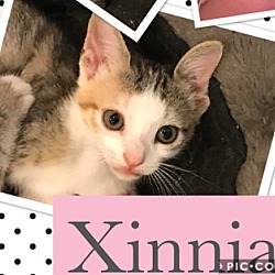 Thumbnail photo of Xinnia #1