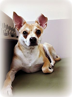 Tijeras Nm Shiba Inu Meet Lassie A Pet For Adoption