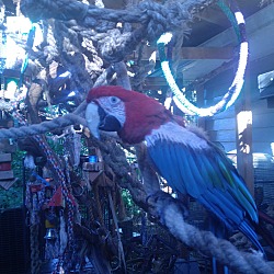 Thumbnail photo of Rasta’ the Greenwing Macaw #4