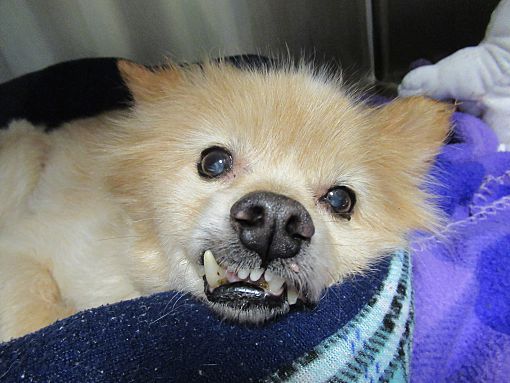 Henderson, NC - Pomeranian. Meet Amigo a Pet for Adoption - AdoptaPet.com