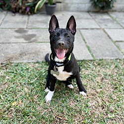 Thumbnail photo of Zoey (Formosan Mountain Dog) #4