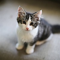 Photo of Oreo (the kitten)