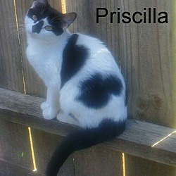 Photo of Priscilla