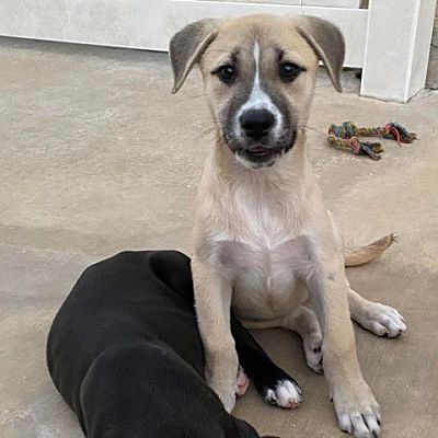 Everett, WA - Anatolian Shepherd/Mixed Breed (Medium). Meet Jazzy AG a ...