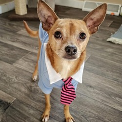 Photo of Heavy - I'm in a Foster Home!