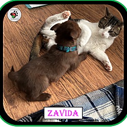 Thumbnail photo of Zavida - Coffee Litter #4