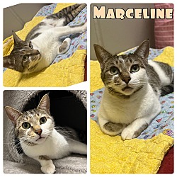 Photo of Marceline - PetSmart
