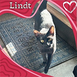 Thumbnail photo of Lindt #1