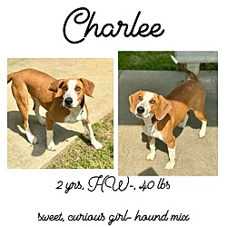 Thumbnail photo of Charlee #1