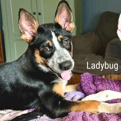 Thumbnail photo of Ladybug #2