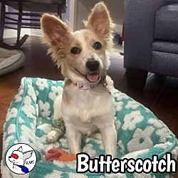 Thumbnail photo of Butterscotch #3