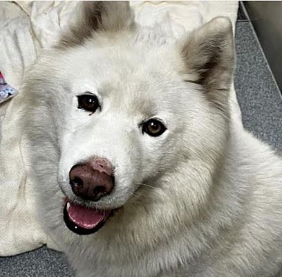 Sierra Madre, Ca - Samoyed. Meet Dobby A Pet For Adoption - Adoptapet.com